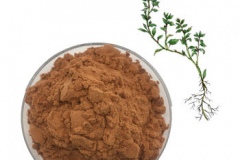 Knotgrass-Extract