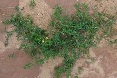 Knotgrass-plant