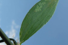 Leaf-of-Knotgrass-plant