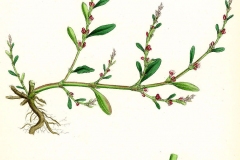 Plant-illustration-of-Knotgrass