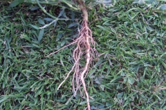 Root-of-Knotgrass-plant