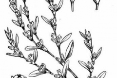 Sketch-of-Knotgrass-plant