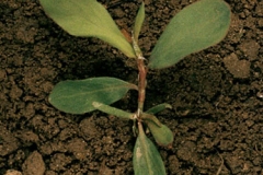 Small-Knotgrass-plant