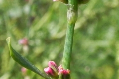 Stem-of-Knotgrass-plant