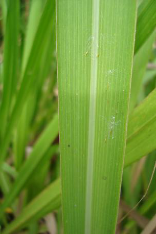 Leaf-blade of-Kodo-Millet