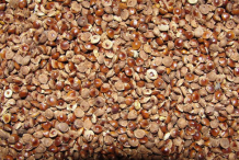 Closer-view-of-Kodo-Millet