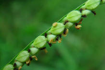 Closer-view-of-unripe-Kodo-Millet
