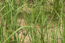Kodo-Millet-farming