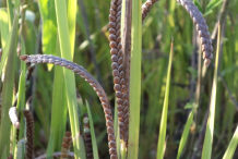 Kodo-Millet-on-the-plant