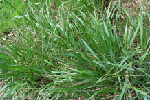 Kodo-Millet-plant