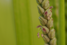 Kodo-millet-panicle