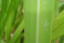 Leaf-blade of-Kodo-Millet