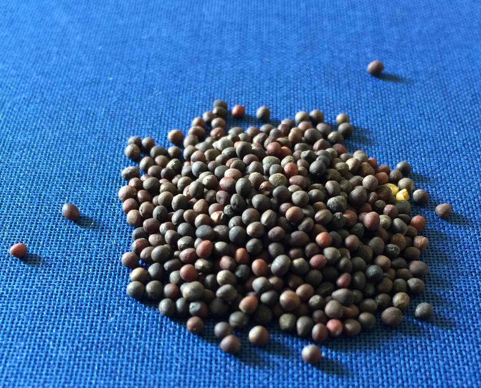 Kohlrabi-seeds