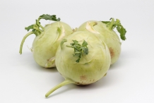 Kohlrabi-bulb