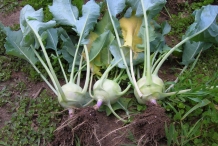 Kohlrabi-plant