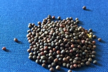 Kohlrabi-seeds