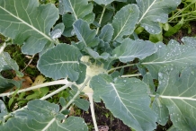 Leaves-of-Kohlrabi