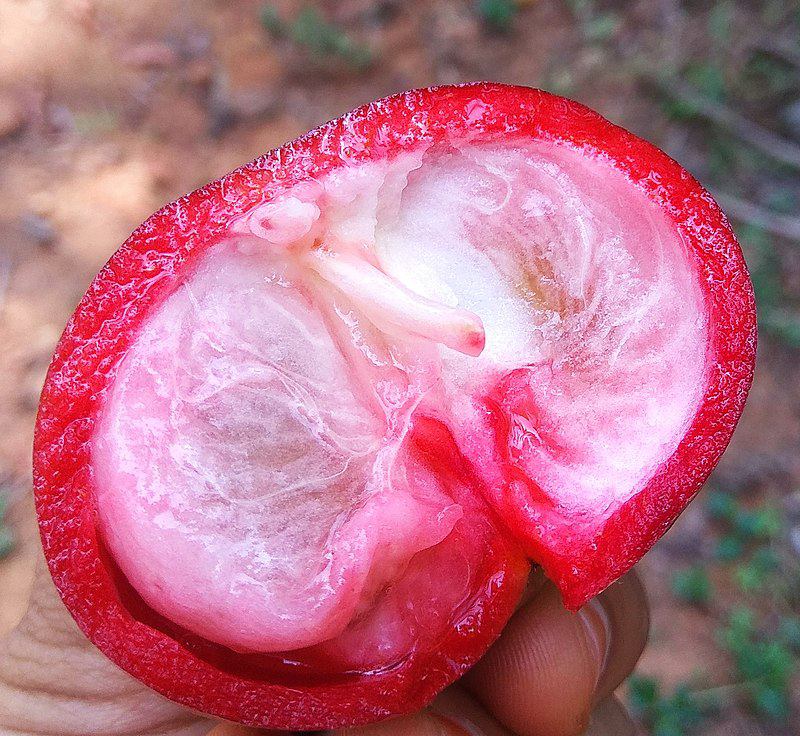Half-cut-ripe-fruit-of-Kokum