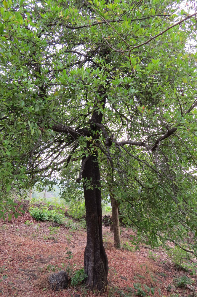 Kokum-tree-growing-wild