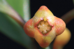 Closer-view-of-flower-of-Kokum