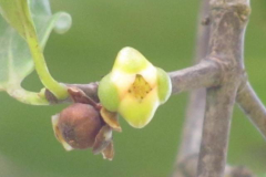 Flower-of-Kokum