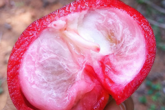 Half-cut-ripe-fruit-of-Kokum
