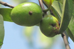 Immature-fruits-of-Kokum