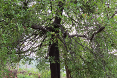 Kokum-tree-growing-wild