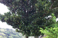 Kokum-tree