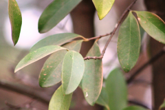 Leaves-of-Kokum
