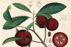 Plant-Illustration-of-Kokum