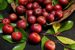 Ripe-fruits-of-Kokum