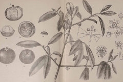 Sketch-of-Kokum