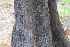 Trunk-of-Kokum