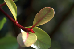 Young-leaves-of-Kokum