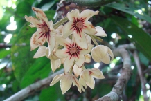 Close-up-flower-of-Kola-nut
