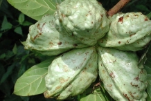 Kola-nut-fruit