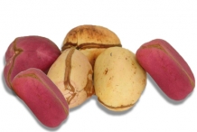 Kola-nut