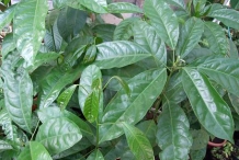 Leaves-of-Kola-nut
