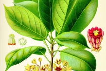 Plant-illustration-of-Kola-nut
