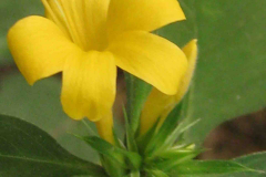 Closer-view-of-flower-of-Kolinta-Porcupine-flower