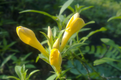 Flowering-buds-of-Kolinta-Porcupine-flower