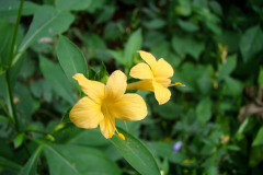 Flowers-of-Kolinta-Porcupine-flower