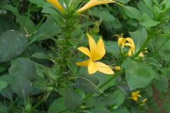 Kolinta-Porcupine-flower-plant-growing-wild