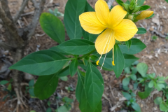 Kolinta-Porcupine-flower-plant