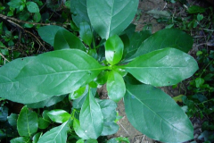 Leaves-of-Kolinta-Porcupine-flower