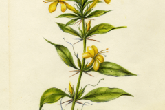 Plant-Illustration-of-Kolinta-Porcupine-flower