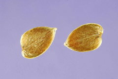 Seeds-of-Kolinta-Porcupine-flower
