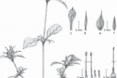 Sketch-of-Kolinta-Porcupine-flower