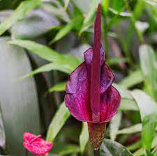 Flower-of-Konjac